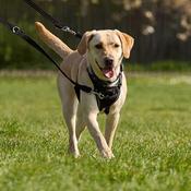 Company of Animals Non-Pull Dog Training Harness - Large