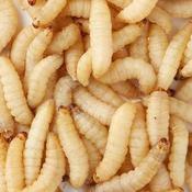 Reptile Live Food - Wax Worm