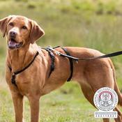 Trixie Escape-Proof Dog Harness M/L