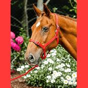 Economy Webbing Headcollar PONY RED image