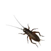 Reptile Live Food - Black Crickets Standard