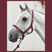 Economy Webbing Headcollar PONY BURGUNDY