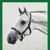 Economy Webbing Headcollar PONY GREEN