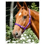 Economy Webbing Headcollar PONY PURPLE image