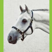 Economy Webbing Horse Headcollar COB GREEN