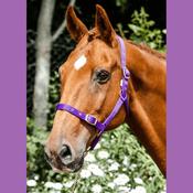 Economy Webbing Horse Headcollar COB PURPLE image