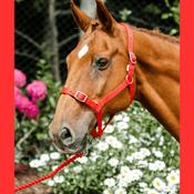 Economy Webbing Horse Headcollar COB RED image