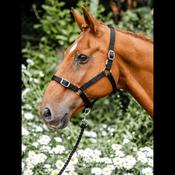 Economy Webbing Horse Headcollar FULL BLACK image