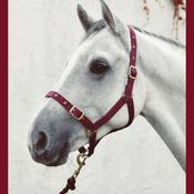 Economy Webbing Horse Headcollar FULL BURGUNDY