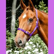 Economy Webbing Horse Headcollar FULL PURPLE image