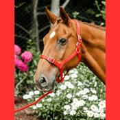 Economy Webbing Horse Headcollar FULL RED image