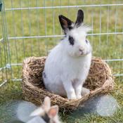 Trixie Grass Bed For Rabbits and Rodents 33x12x26cm