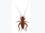 SILENT BROWN CRICKETS STANDARD ( AVAILABLE INSTORE ONLY ) image