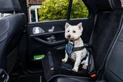 Pet Rebellion Dog Car Seat Cover - Carpet