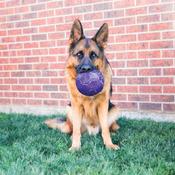 Kong Dog FlexBall Medium/Large image