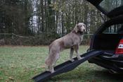 Nobby Dog Ramp image