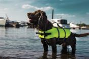 Nobby Dog Life Jacket image