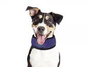Dog Cooling Collar Loop