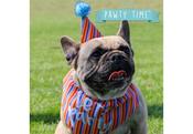 Birthday Dog Hat and Bandana - Stripe image