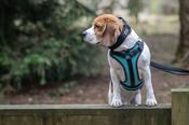 Rukka Solid Multi Clip Dog Harness - Turquoise image