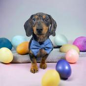 Power Paws Dog Bow Tie - Blue image