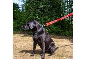 Ancol Caution Dog Lead