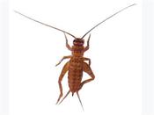 Silent Brown Crickets - Standard image
