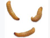 Waxworm