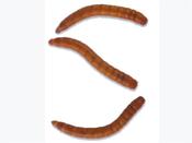 Mealworm