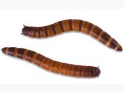 Morio Worms