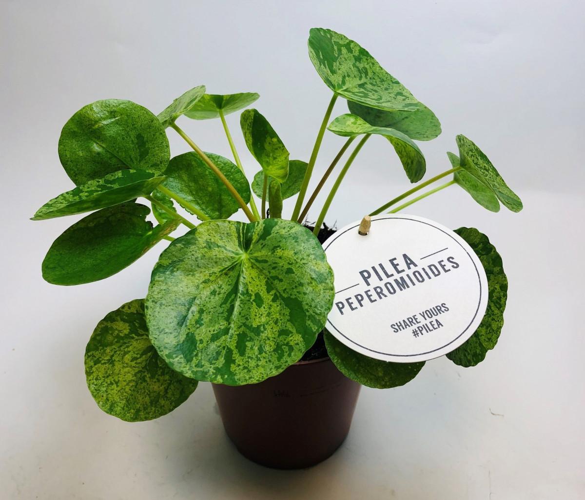 Pilea peperomioides 'Mojito' (Variegated Chinese Money Plant) in 13cm Pot  in Dublin | GetLocal Ireland