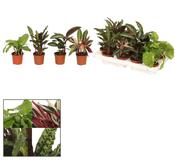 Calathea Mix In 6cm/7cm Pot image