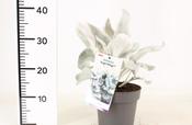 Bonsai Mix in 20cm Ceramic Pot, Height 30-35cm image