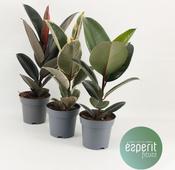 Ficus elastica (Rubber Plant) Mix 14cm Pot image