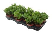 Crassula ovata (Jade plant) in 10.5cm Pot