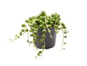 Senecio herreianus (String of Beads) 5.5cm / 6cm Pot image