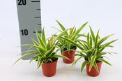 Chlorophytum comosum 'Ocean' (Spider Plant) in 6cm Pot image