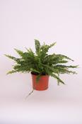Nephrolepis exaltata 'Green Lady' (Boston Fern) in 12cm Pot image