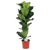 Ficus lyrata (Fiddle Leaf Fig) in 21cm Pot, Height 90-100cm image