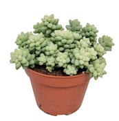 Sedum 'Burrito' in 10.5cm Pot image