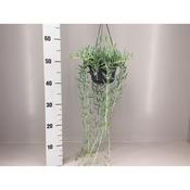 Senecio radicans (String of Bananas) 14cm Hanging Pot