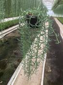 Senecio / Curio radicans (String of Bananas) 14cm Hanging Pot image