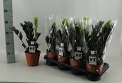 Zamioculcas zamiifolia 'Raven' (ZZ Plant, Zanzibar Gem) 14cm Pot image