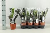 Zamioculcas zamiifolia 'Raven' (ZZ Plant, Zanzibar Gem) 14cm Pot, Height 45cm image
