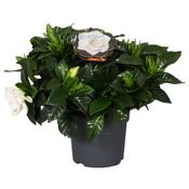 Gardenia jasminoides (Cape Jasmine) 13cm Pot image