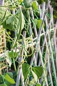 Bean &amp;amp; Pea Support Net image