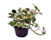 Epipremnum aureum (Scindapsus) 'N'Joy' in 12cm Pot image