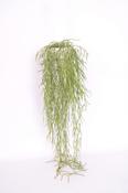 Hoya linearis (Wax Plant) in 12-14cm Hanging Pot image