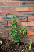 Half Moon Plant Support Green 90cm image