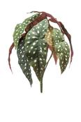 Artificial Begonia maculata bush 33cm/12lvs image